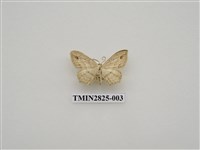 藏品(尺蛾485)的圖片